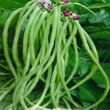 20 PCS Seeds 40 inch Super Long Green Cowpea Organic Vegetables