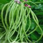 20 PCS Seeds 40 inch Super Long Green Cowpea Organic Vegetables