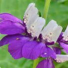 50 PCS Seeds Chinese Violet Flower