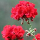 50 PCS Seeds 'Huo Yan' Orange Golden Double Rose Tree