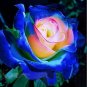 50 PCS Seeds Rare Blue Pink Yellow Rose Bush Flower