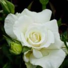 50 PCS Seeds Rare Hybrid White Rose with Green Heart Flower Plant 50 PCS Seeds Rare Hybrid White Rose with Green Heart Flower Plant