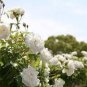 50 PCS Seeds Rare Hybrid White Rose with Green Heart Flower Plant