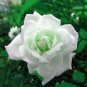 50 PCS Seeds Rare Hybrid White Rose with Green Heart Flower Plant
