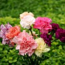 50 PCS Seeds Rare Mixed Colorful Caryophyllus Carnation Flowers 50 PCS Seeds Rare Mixed Colorful Caryophyllus Carnation Flowers