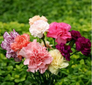 50 PCS Seeds Rare Mixed Colorful Caryophyllus Carnation Flowers