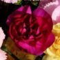 50 PCS Seeds Rare Mixed Colorful Caryophyllus Carnation Flowers