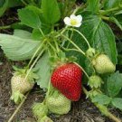 200 PCS Seeds Imported Japanese Red Climbing Strawberry 200 PCS Seeds Imported Japanese Red Climbing Strawberry
