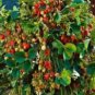 200 PCS Seeds Imported Japanese Red Climbing Strawberry