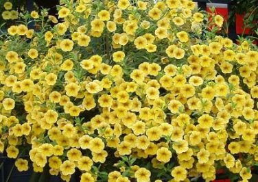 200 PCS Seeds Sunrise Cascading Trails' Yellow Petunia Hybrid