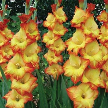 20 PCS Seeds 9 Colors Gladiolus