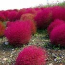 50 PCS Seeds Scoparia Grass Perennial Grass Burning Bush
