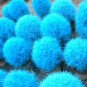 50 PCS Seeds Scoparia Grass Perennial Grass Burning Bush