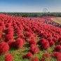 50 PCS Seeds Scoparia Grass Perennial Grass Burning Bush