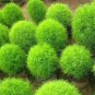 50 PCS Seeds Scoparia Grass Perennial Grass Burning Bush