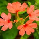 100 PCS Seeds A Pack Rare Crossandra Infundibuliformis Grow lings Bonsai