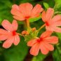 100 PCS Seeds A Pack Rare Crossandra Infundibuliformis Grow lings Bonsai