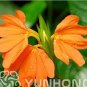 100 PCS Seeds A Pack Rare Crossandra Infundibuliformis Grow lings Bonsai