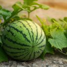 50 PCS Seeds Pieces Blue Flesh Watermelon 50 PCS Seeds Pieces Blue Flesh Watermelon