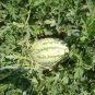 50 PCS Seeds Pieces Blue Flesh Watermelon