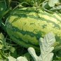 50 PCS Seeds Pieces Blue Flesh Watermelon