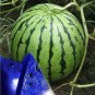 50 PCS Seeds Pieces Blue Flesh Watermelon