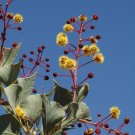 2 PCS Seeds Acacia Inaequilatera Camel Bush Ornamental Plants 2 PCS Seeds Acacia Inaequilatera Camel Bush Ornamental Plants
