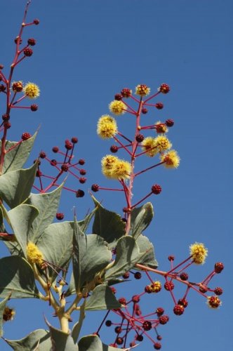 2 PCS Seeds Acacia Inaequilatera Camel Bush Ornamental Plants