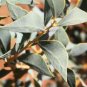 2 PCS Seeds Acacia Inaequilatera Camel Bush Ornamental Plants