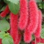 100 PCS Seeds Acalypha Hispida Bonsai Chenille Plant Red-Hot Cattail Beautiful