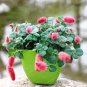 100 PCS Seeds Acalypha Hispida Bonsai Chenille Plant Red-Hot Cattail Beautiful