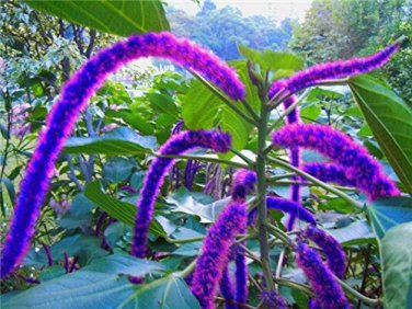 100 PCS Seeds Acalypha Hispida Chenille Plant Red-Hot Cattail Beautiful