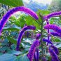 100 PCS Seeds Acalypha Hispida Chenille Plant Red-Hot Cattail Beautiful
