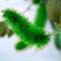 100 PCS Seeds Acalypha Hispida Chenille Plant Red-Hot Cattail Beautiful