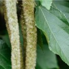 100 PCS Seeds Acalypha Hispida Seeds Green Chenille Plants Bonsai Ornamental Flowers
