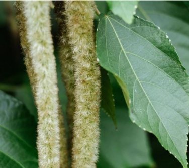 100 PCS Seeds Acalypha Hispida Seeds Green Chenille Plants Bonsai Ornamental Flowers