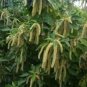 100 PCS Seeds Acalypha Hispida Seeds Green Chenille Plants Bonsai Ornamental Flowers