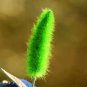 100 PCS Seeds Acalypha Hispida Seeds Green Chenille Plants Bonsai Ornamental Flowers