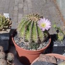 20 PCS Seeds Acanthocalycium Klimpelianum Prickly Cactus with Pinkish Spines