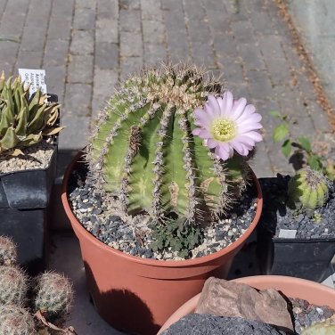 20 PCS Seeds Acanthocalycium Klimpelianum Prickly Cactus with Pinkish Spines