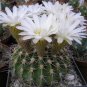 20 PCS Seeds Acanthocalycium Klimpelianum Prickly Cactus with Pinkish Spines