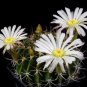 20 PCS Seeds Acanthocalycium Klimpelianum Prickly Cactus with Pinkish Spines