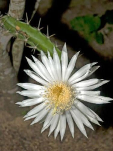 10 PCS Seeds Acanthocereus Tetragonus Barbed Wire Cactus with White Flowers