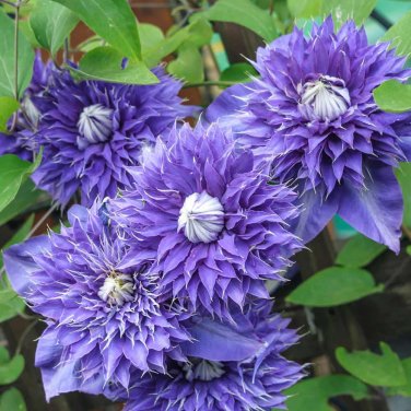 100 PCS Seeds Acid Blue Clematis Seeds Perennial Climbing Flowers with White