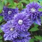 100 PCS Seeds Acid Blue Clematis Seeds Perennial Climbing Flowers with White