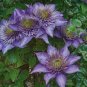 100 PCS Seeds Acid Blue Clematis Seeds Perennial Climbing Flowers with White