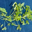 100 PCS Seeds ACID Blue Oxalis Seeds Wood Sorrel Flowers 100 PCS Seeds ACID Blue Oxalis Seeds Wood Sorrel Flowers