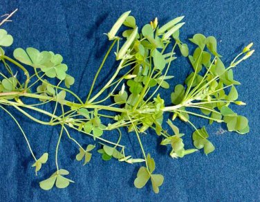 100 PCS Seeds ACID Blue Oxalis Seeds Wood Sorrel Flowers