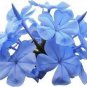 100 PCS Seeds ACID Blue Oxalis Seeds Wood Sorrel Flowers