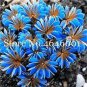 100 PCS Seeds ACID Blue Oxalis Seeds Wood Sorrel Flowers
